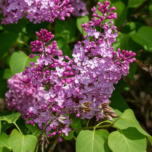 Storblomstret Syren Ruhm von Horstenstein 40-60 cm. - Bundt med 25 stk. barrodsplanter - Syringa vulgaris Ruhm von Horstenstein