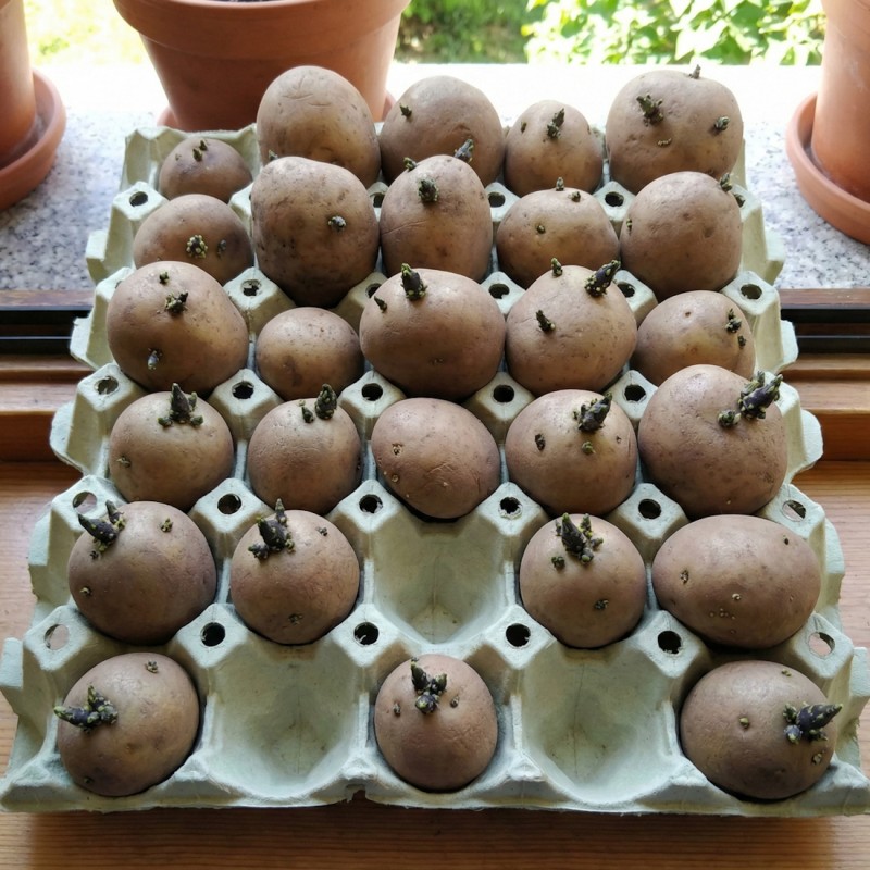 Papbakke til forspiring af 30 kartofler