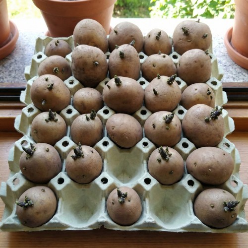 Papbakke til forspiring af 30 kartofler