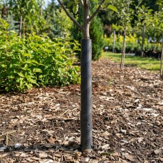 Barkbeskytter Spiralformet...