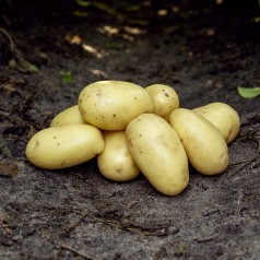 Soleo Læggekartofler 10 Kg....