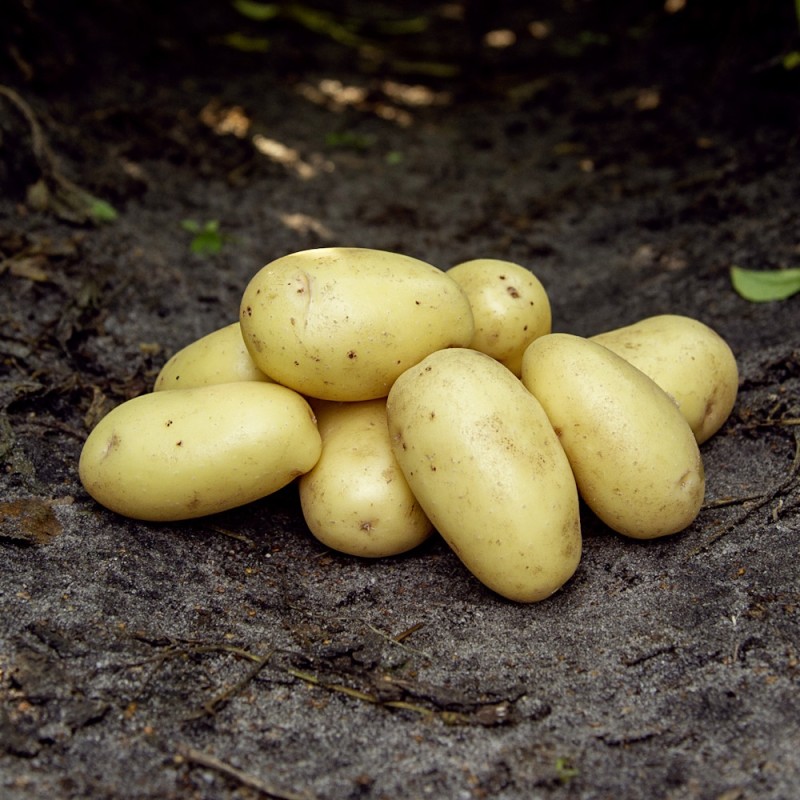 Soleo Læggekartofler 10 Kg. - Middeltidlig