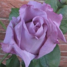 Rose Blue Moon / Storblomstret Rose / Barrods