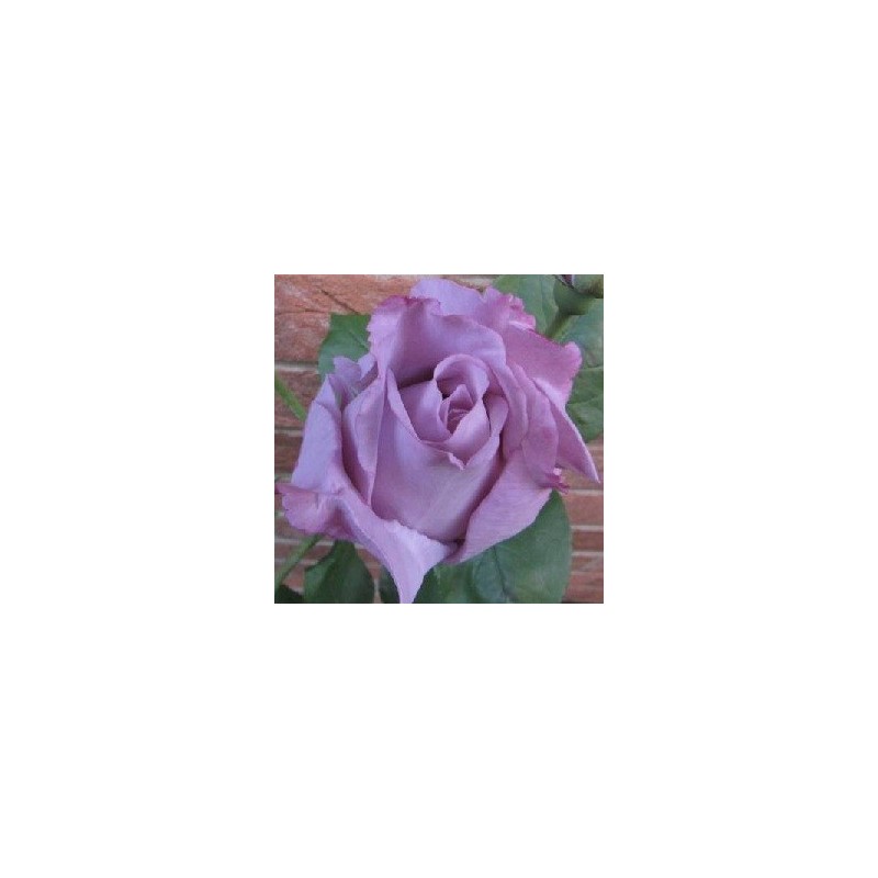 Rose Blue Moon / Storblomstret Rose / Barrods