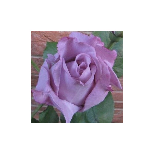 Rose Blue Moon / Storblomstret Rose / Barrods