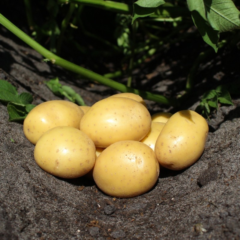 Soleo Læggekartofler 1,5 Kg. - Middeltidlig