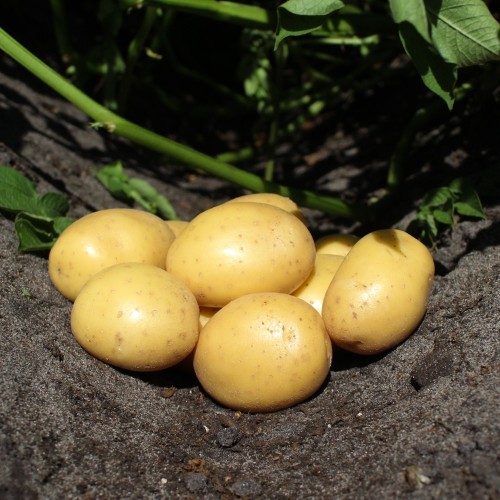 Soleo Læggekartofler 1,5 Kg. - Middeltidlig