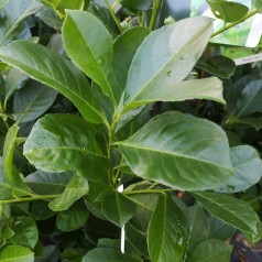 Laurbærkirsebær Etna 20-40...