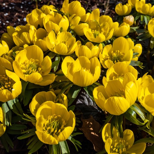 Erantis 100 løg - Eranthis cilicica