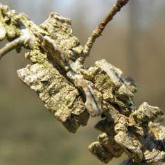 Korkelm 100-125 cm. - Ulmus minor Suberosa