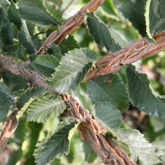 Ulmus minor Suberosa - Korkelm