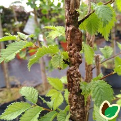 Ulmus minor Suberosa - Korkelm