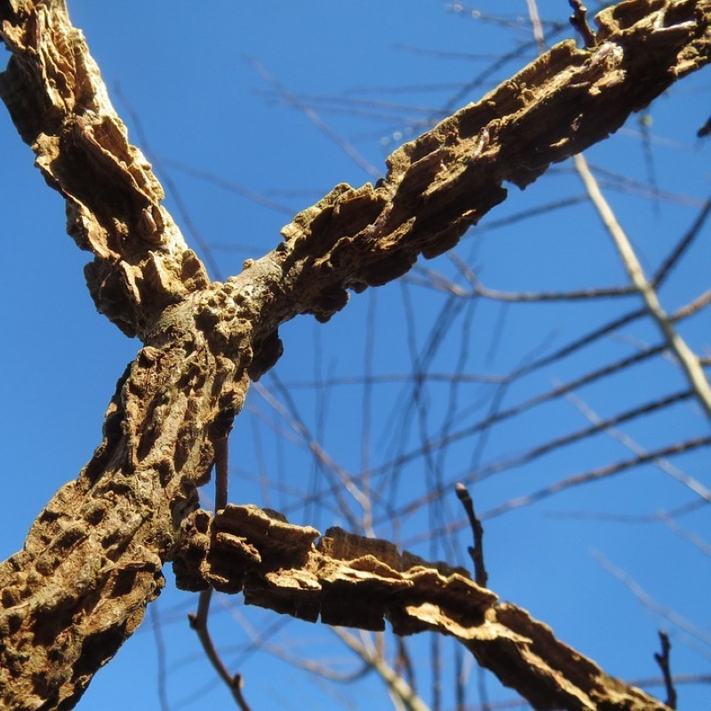 Ulmus minor Suberosa - Korkelm
