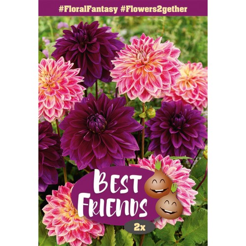 Dahlia Floral Fantasy - Best Friends - 2 rodknolde