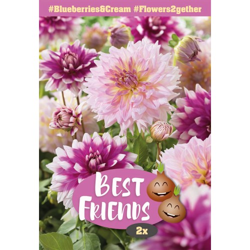Dahlia Blueberries & Cream - Best Friends - 2 rodknolde