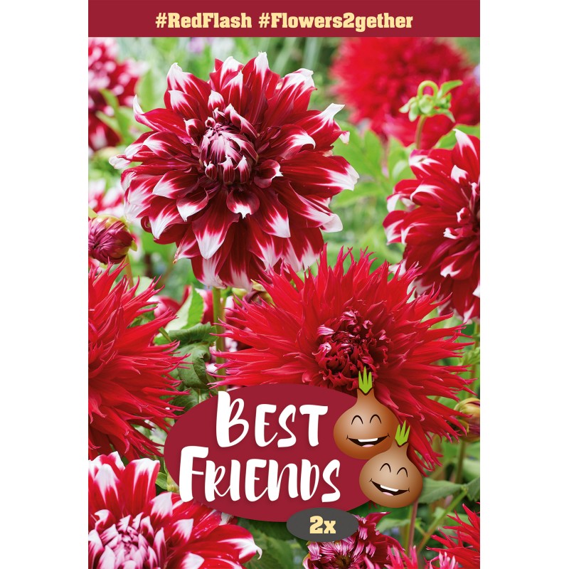 Dahlia Red Flash - Best Friends - 2 rodknolde