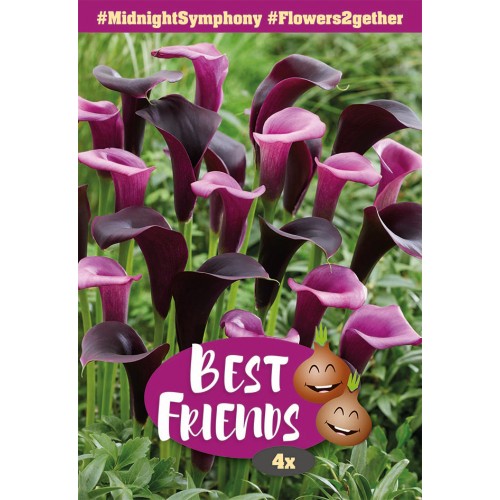 Calla Midnight Symphony - Best Friends - 4 løg