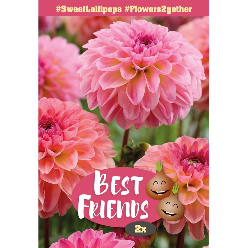 Dahlia Sweet Lollipops - Best Friends - 2 rodknolde