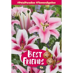 Liljer Petal Paradise -...