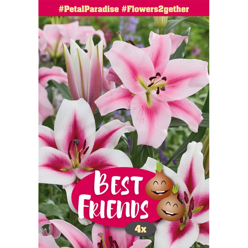 Liljer Petal Paradise - Best Friends - 4 løg