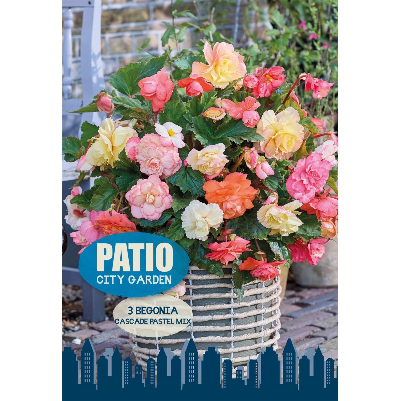 Begonia Cascade Pastel Mix - Patio City Garden - 3 knolde