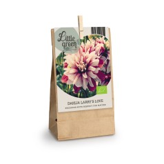 Dahlia Larrys Love / Georgin