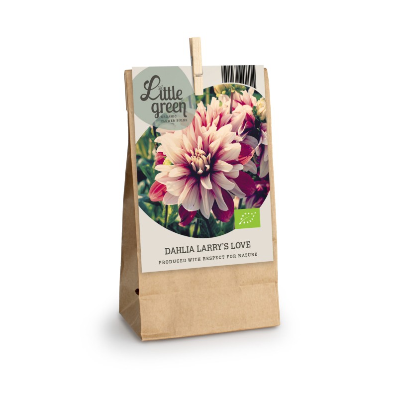 Dahlia Larrys Love / Georgin