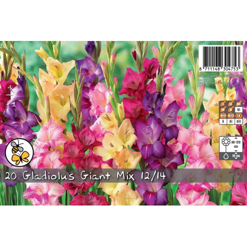 Gladiolus Giant Mix - Landscape - 20 Løg