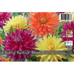 Dahlia Funfair Blend -...