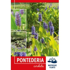 Hjertevandkærte -...