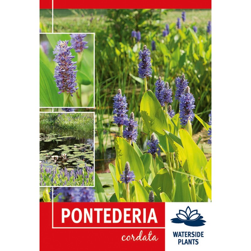 Hjertevandkærte - Pontederia cordata - 1 rod