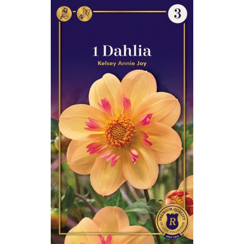 Dahlia Mignon Kelsey Annie Joy / Georgin