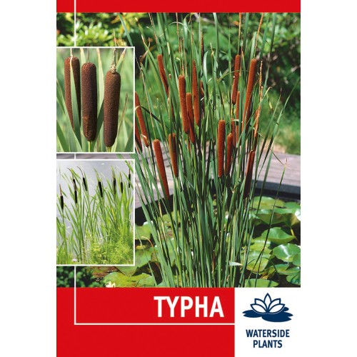 Dunhammer - Typha - 1 rodknold