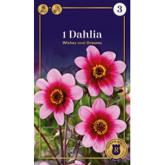 Dahlia Mignon Wishes n...