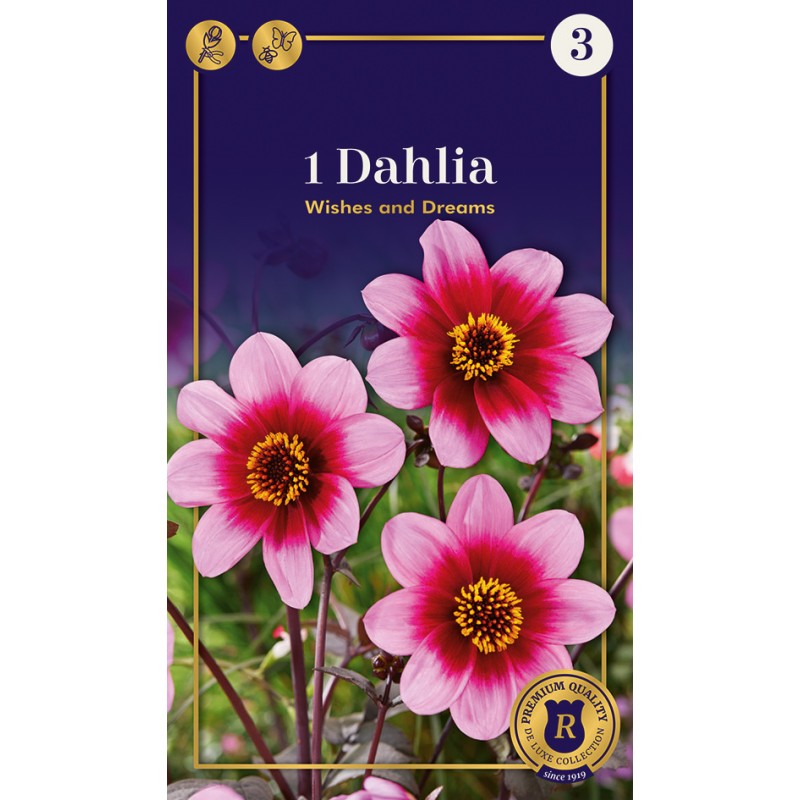 Dahlia Mignon Wishes n Dreams / Georgin