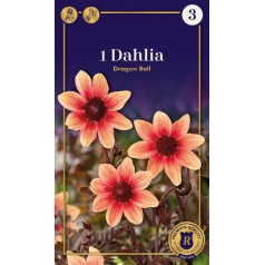 Dahlia Mignon Dragon Ball /...