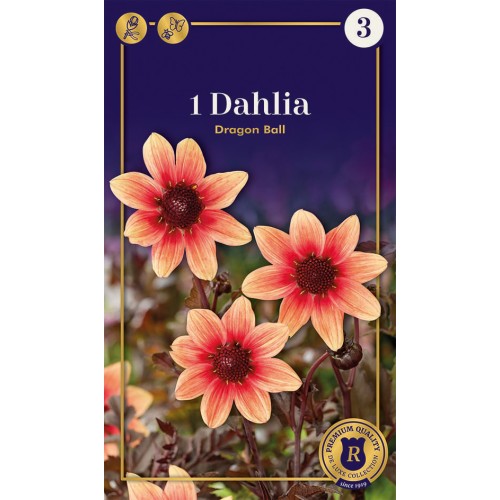 Dahlia Mignon Dragon Ball / Georgin