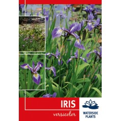 Vandiris - Iris versicolor...