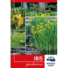 Gul Iris - Iris pseudacorus...