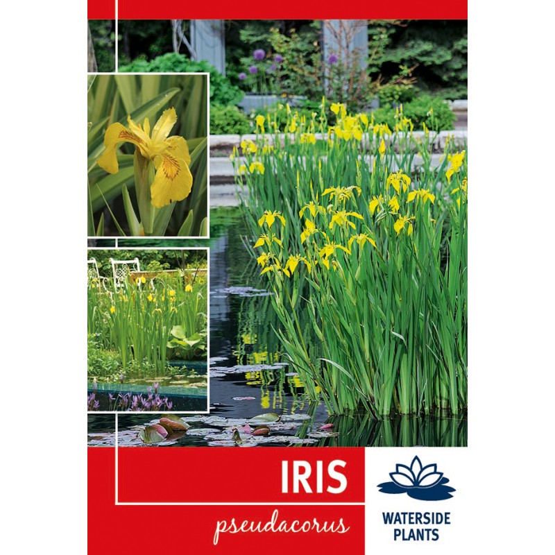 Gul Iris - Iris pseudacorus - 1 rodknold