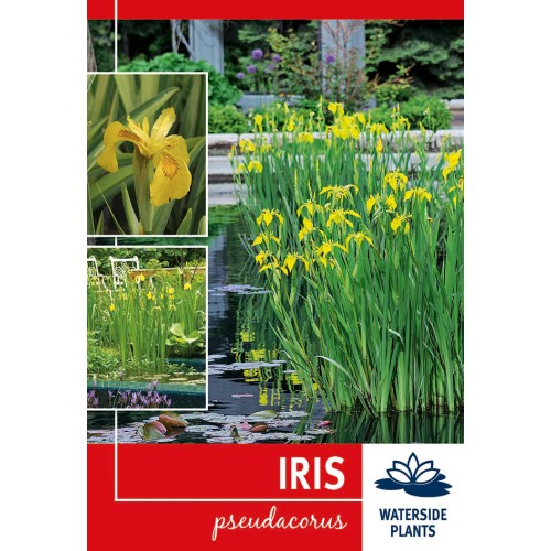 Gul Iris - Iris pseudacorus - 1 rodknold