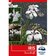 Japansk Iris Snowdrift -...