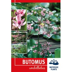 Brudelys - Butomus...