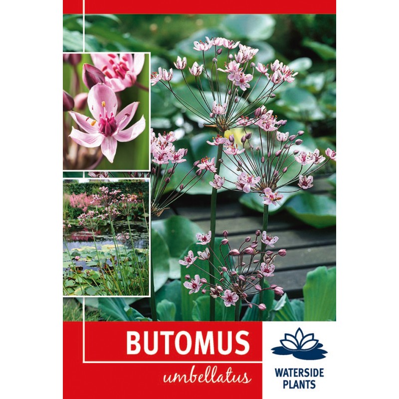 Brudelys - Butomus umbellatus - 1 rodknold