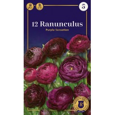 Ranunkel Purple Sensation -...