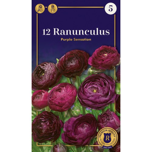 Ranunkel Purple Sensation - Ranunculus - 12 løg