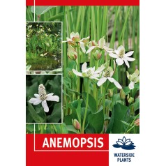 Anemopsis - 1 rodknold -...