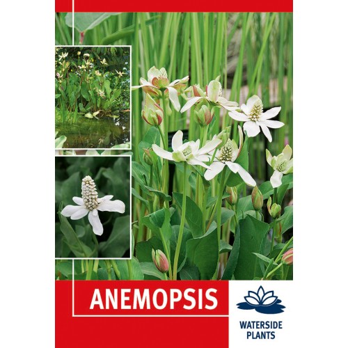 Anemopsis - 1 rodknold - Vandplante