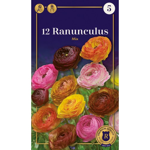 Ranunkel Picotee mix - Ranunculus - 12 løg