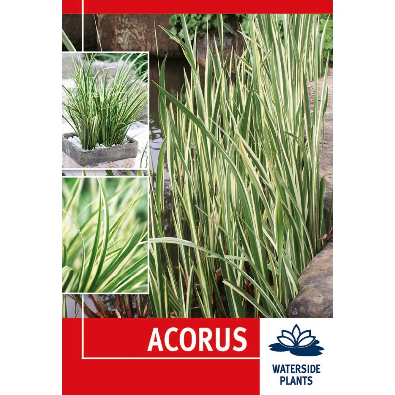 Græsbladet Kalmus - Acorus - 1 rodknold - Vandplante